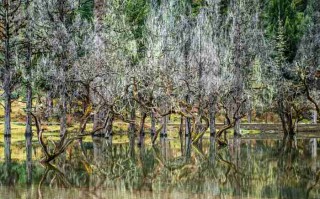 九寨沟看雪攻略，闯入冬日童话，这些事没人会告诉你