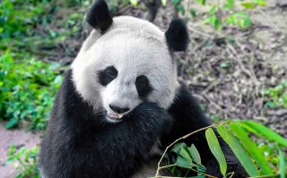 九寨沟旅游路线二日游攻略 九寨沟旅游路线二日游攻略大全？