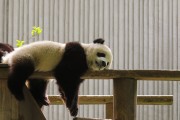 重庆过年去九寨沟？这份野路子攻略，本地人看了都摇头说要得